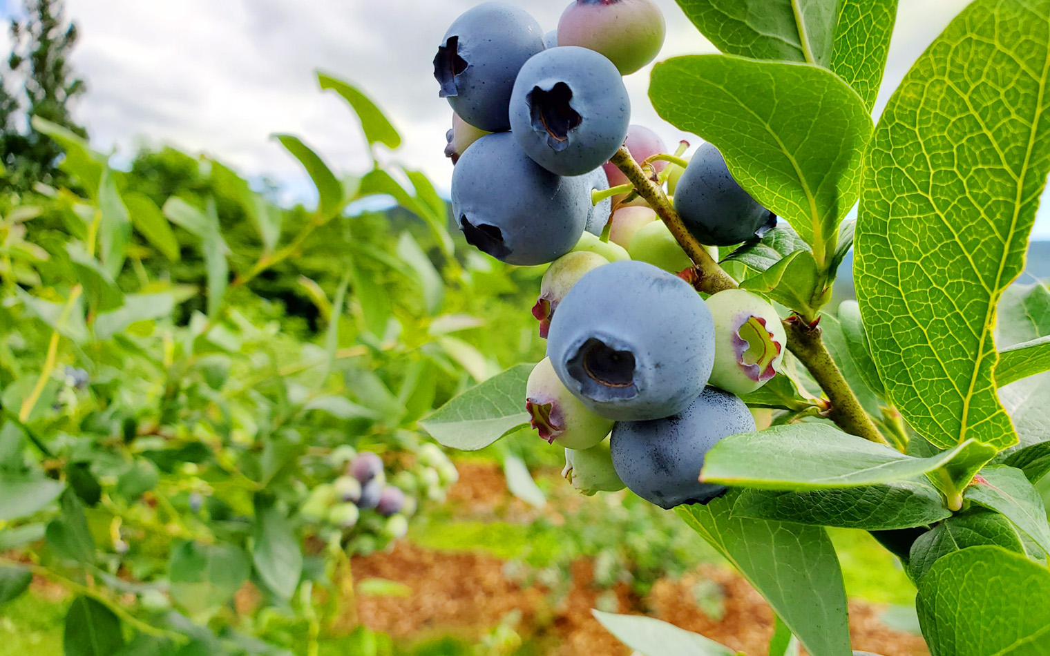 作って食べよう!ブルーベリージャム作り体験