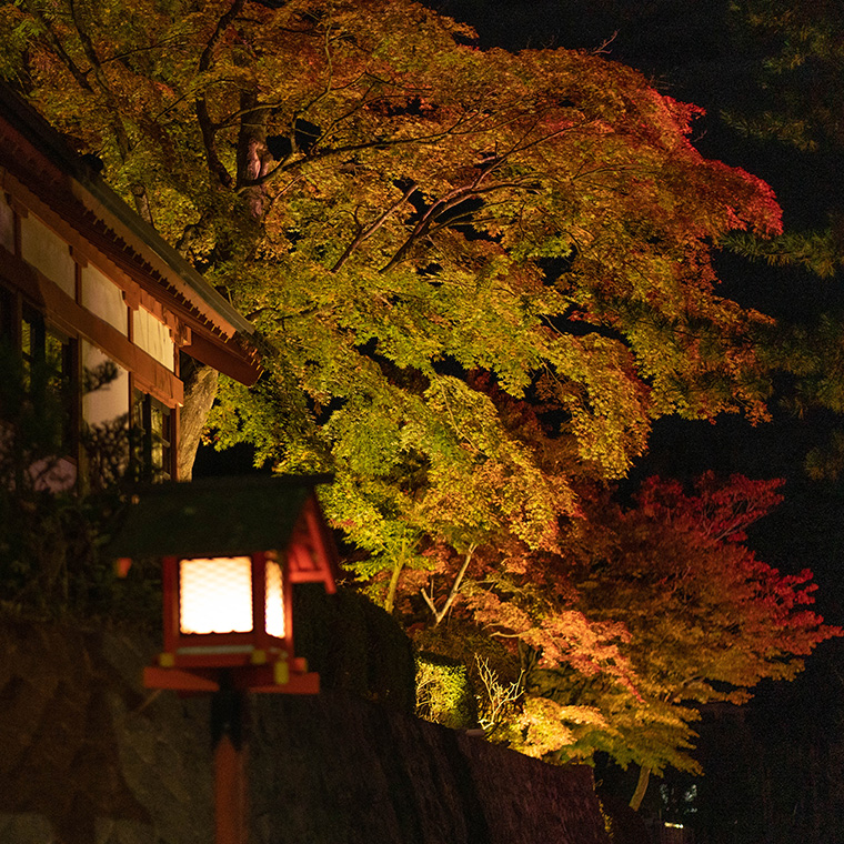 遠野郷八幡宮　紅葉ライトアップ