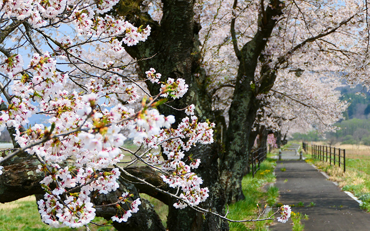 遠野の桜スポット
