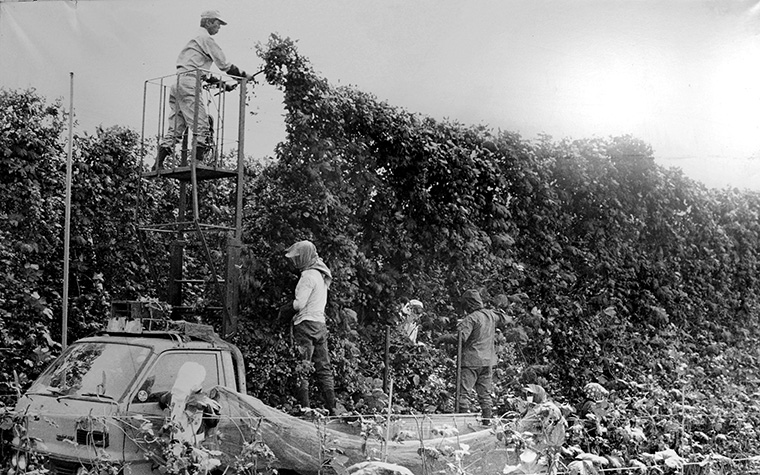 ホップの一大産地・遠野で楽しむ夏のイベント&グルメ旅