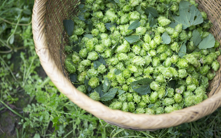 ホップの一大産地・遠野で楽しむ夏のイベント&グルメ旅