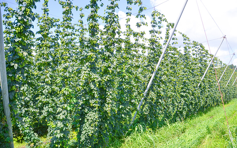 ホップの一大産地・遠野で楽しむ夏のイベント&グルメ旅