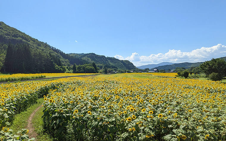 上郷町のひまわり畑