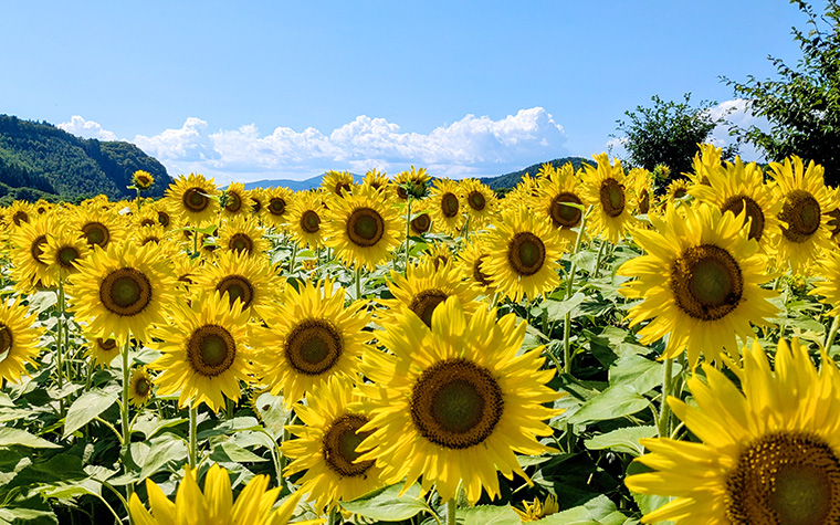 上郷町のひまわり畑