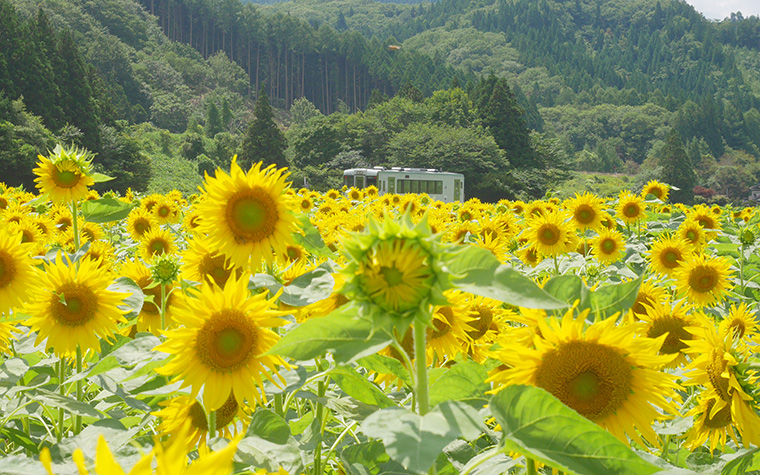 上郷町のひまわり畑