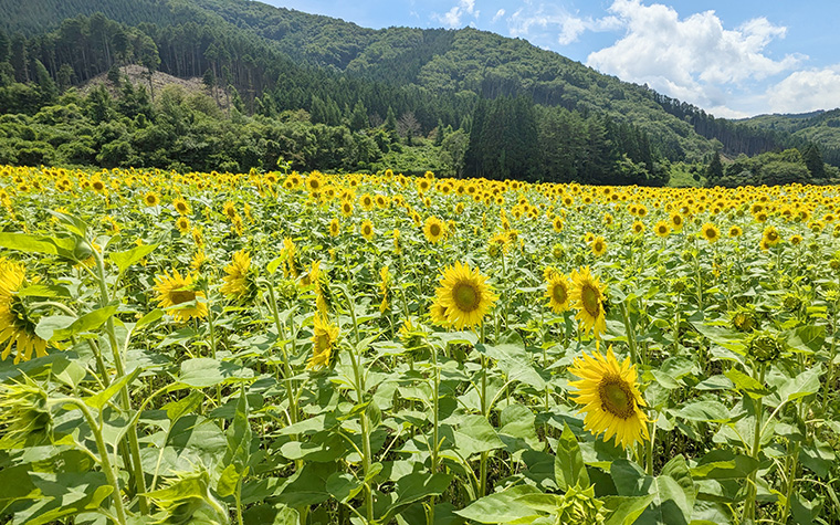 上郷町のひまわり畑