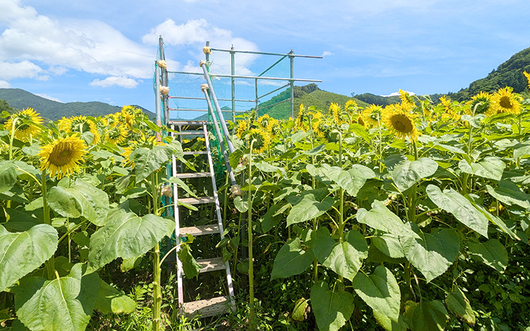 上郷町のひまわり畑