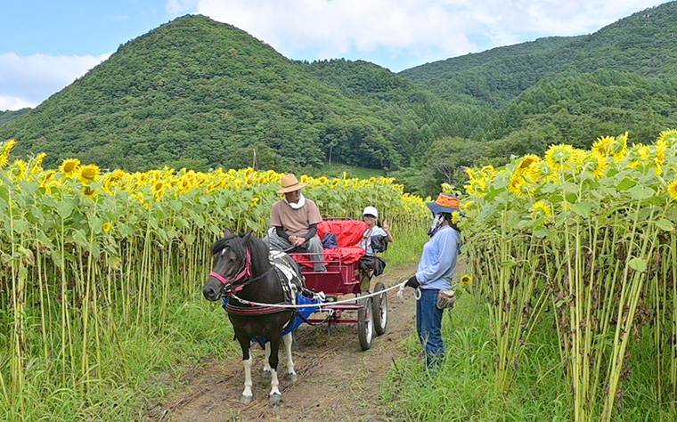 上郷町のひまわり畑