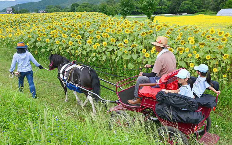 上郷町のひまわり畑