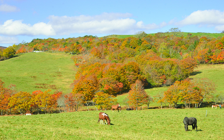 荒川高原牧場_紅葉
